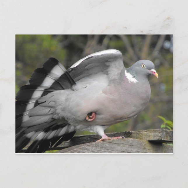 Wood Pigeon Postcard (Front)