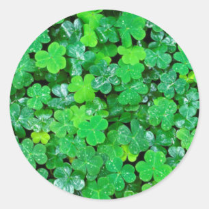Wood Sorrel In Spring Classic Round Sticker