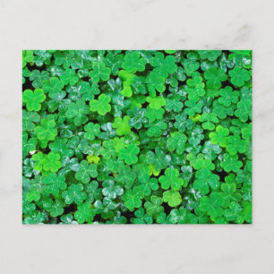 Wood Sorrel In Spring Postcard