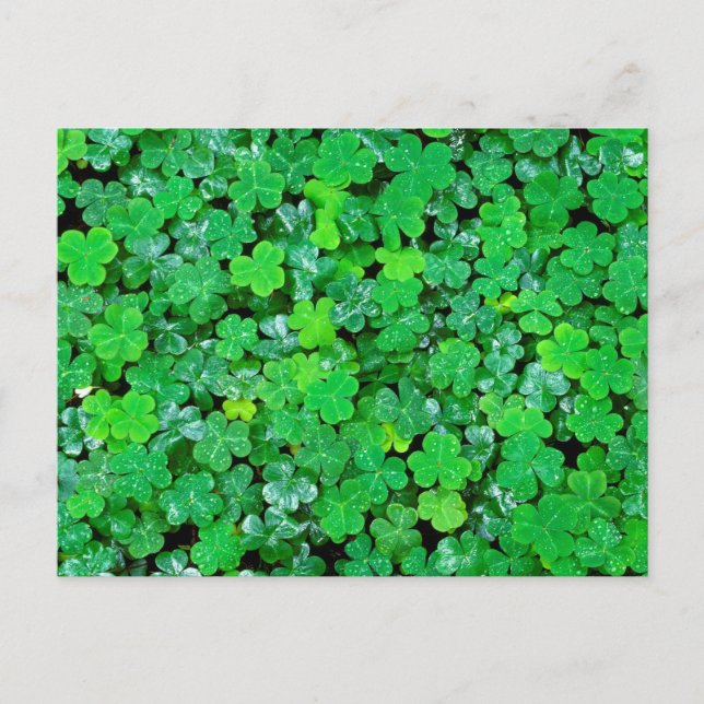 Wood Sorrel In Spring Postcard (Front)