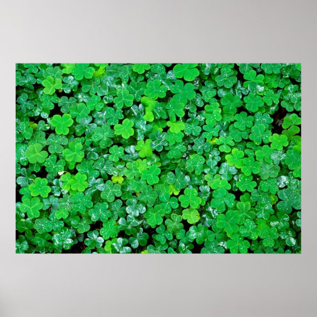 Wood Sorrel In Spring Poster (Front)