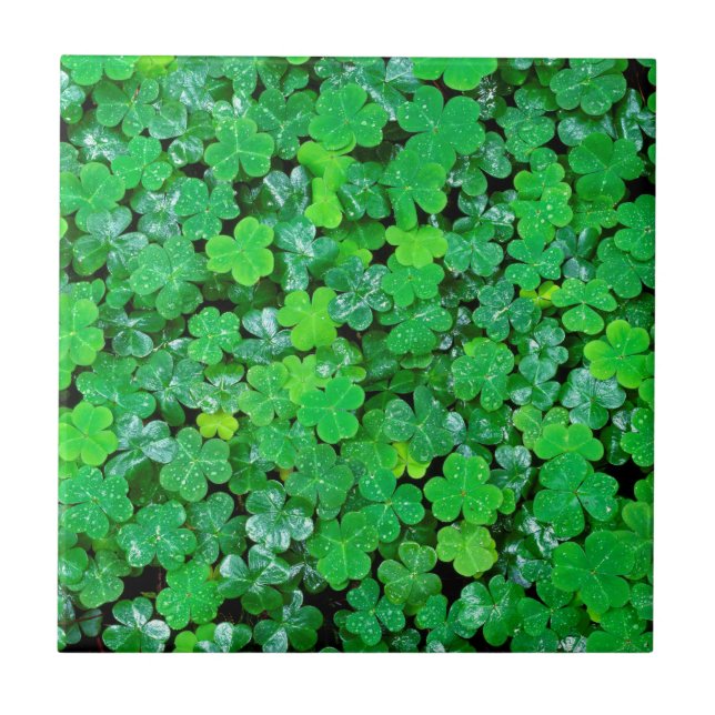 Wood Sorrel In Spring Tile (Front)