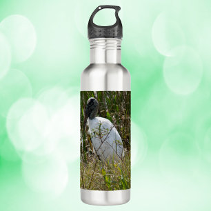 Wood Stork Bird Wetlands Photo 710 Ml Water Bottle