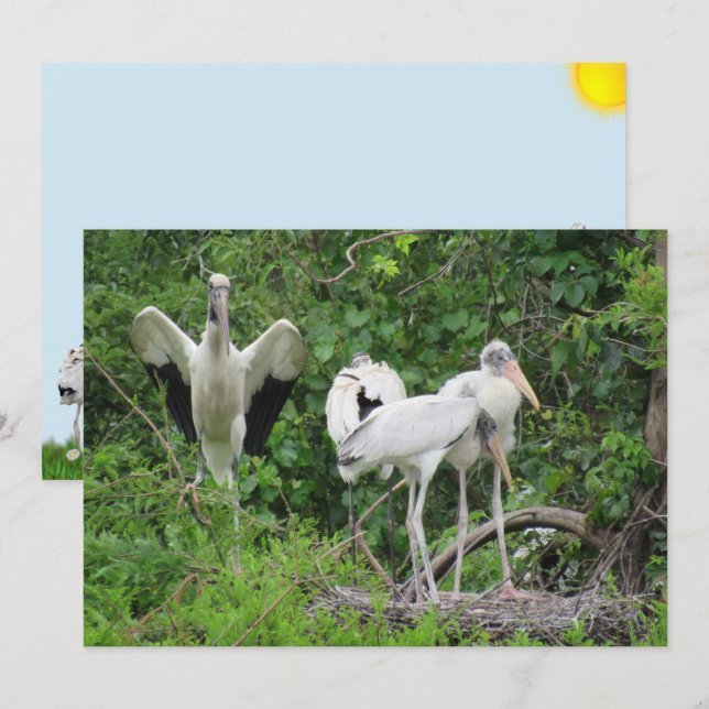 Wood Stork Family Flat Card (Front/Back)
