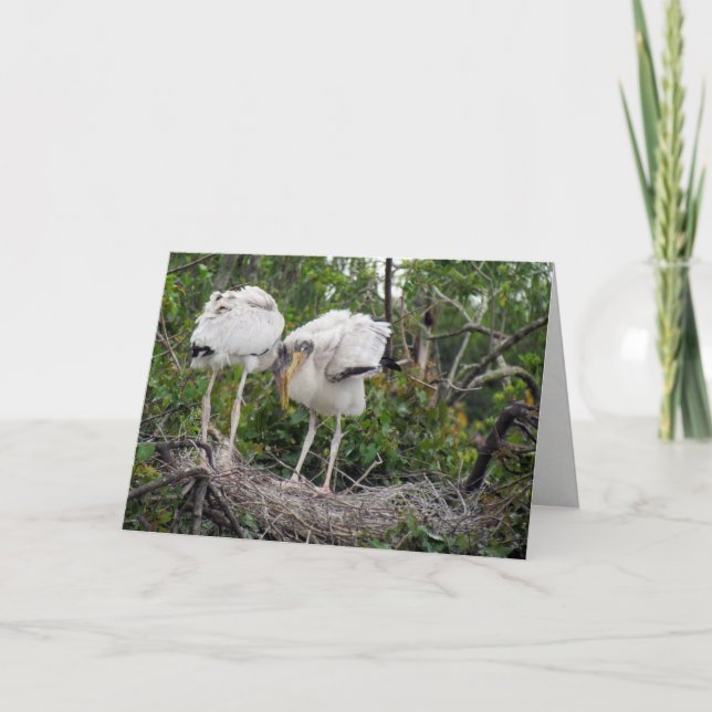 Wood Stork Greeting Card (Front)