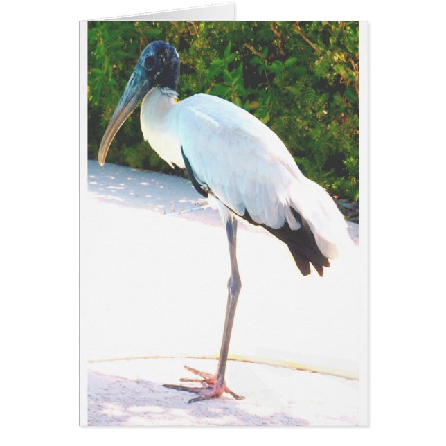 Wood stork in evening wear (Front)