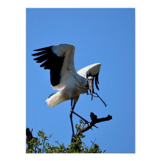 Wood Stork in the wild Poster (Front)
