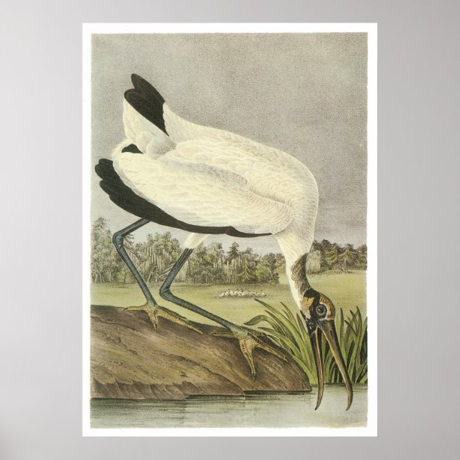 Wood Stork Poster (Front)