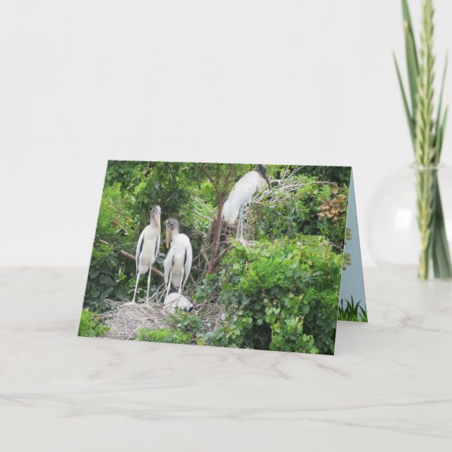 Wood Stork with Juvenile Chicks Card (Front)