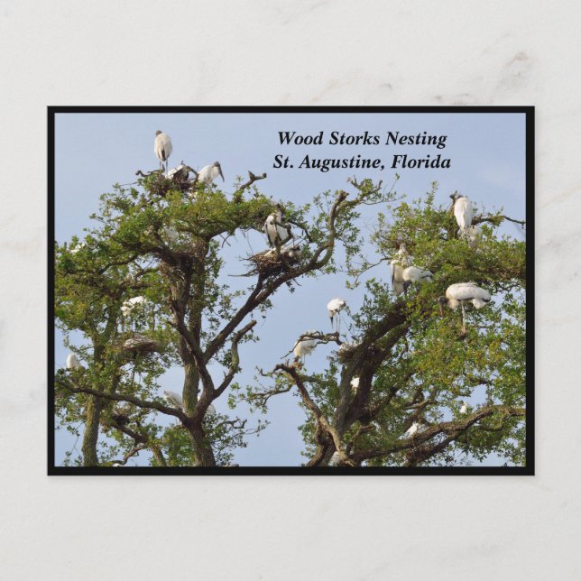 Wood Storks nesting Holiday Postcard (Front)