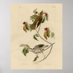 Wood Thrush from Audubon's Birds of America Poster
