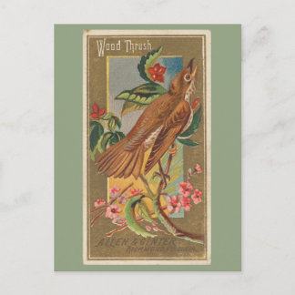 Wood Thrush Postcard