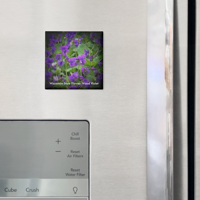 Wood Violet in Spotlight Wisconsin State Flower Magnet (In Situ (Fridge))