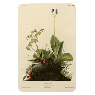Wood Wren (House Wren), Audubon's Birds of America Magnet