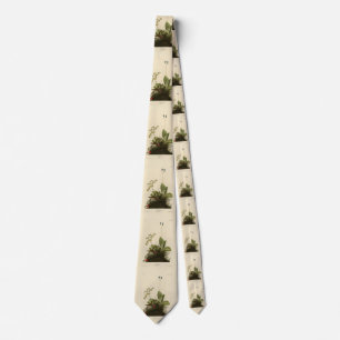 Wood Wren (House Wren), Audubon's Birds of America Tie