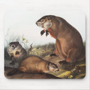 Woodchuck (Arctomys monax) Illustration Mouse Pad