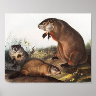 Woodchuck (Arctomys monax) Illustration Poster