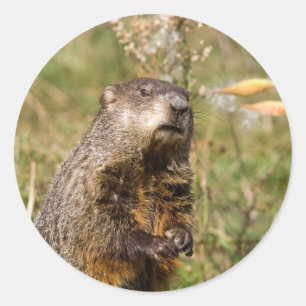 Woodchuck Classic Round Sticker