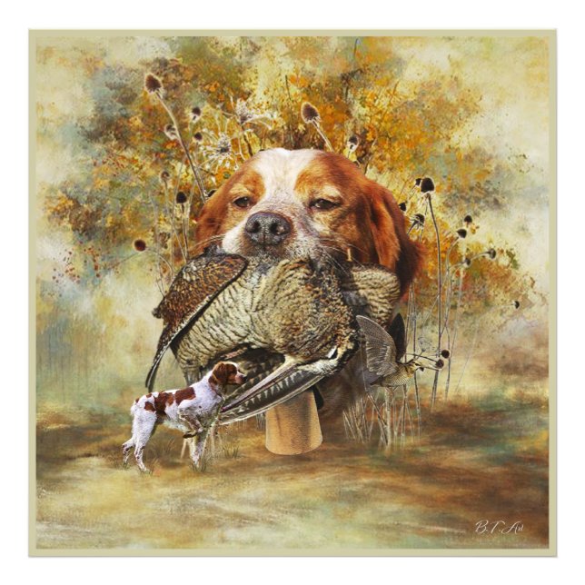 Woodcock hunting with Brittany Spaniel    Photo Print (Front)