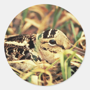 Woodcock on Nest Classic Round Sticker