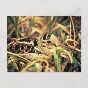 Woodcock on Nest Postcard