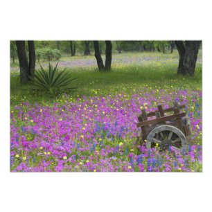Wooden Cart in field of Phlox, Blue Bonnets Photo Print
