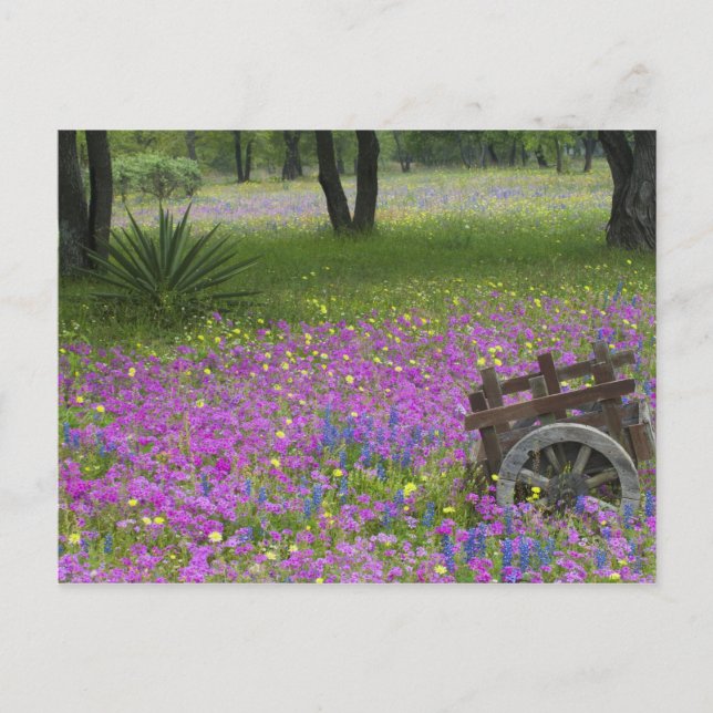 Wooden Cart in field of Phlox, Blue Bonnets Postcard (Front)