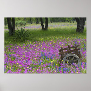 Wooden Cart in field of Phlox, Blue Bonnets Poster