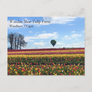 Wooden Shoe Tulip Farm, Woodburn, Oregon Postcard
