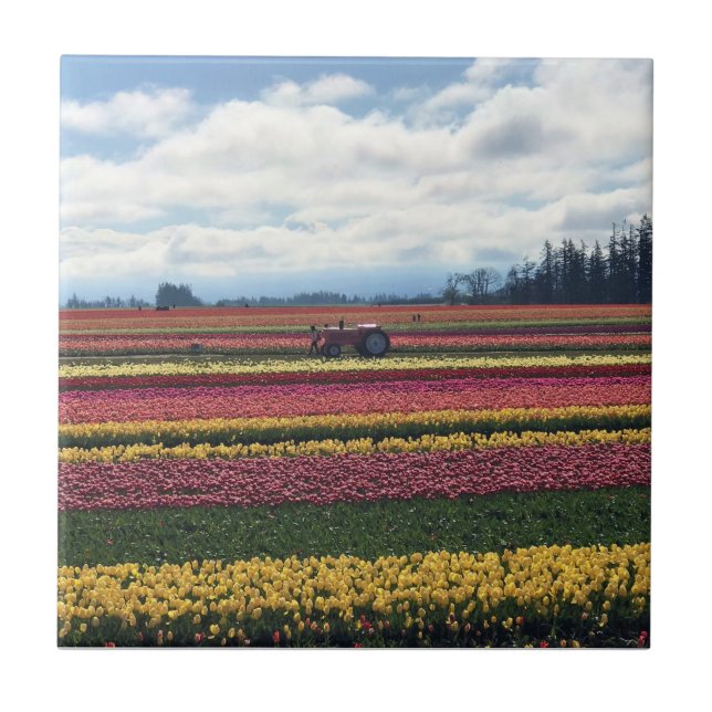 Wooden Shoe Tulip Farm, Woodburn, Oregon Tile (Front)