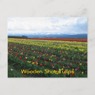 Wooden Shoe Tulips Postcard