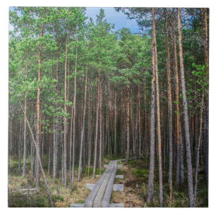 Wooden trail in pine forest tile