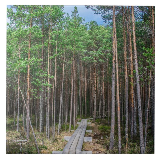 Wooden trail in pine forest tile (Front)