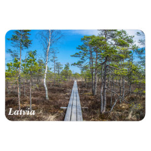 Wooden trail over swamp magnet