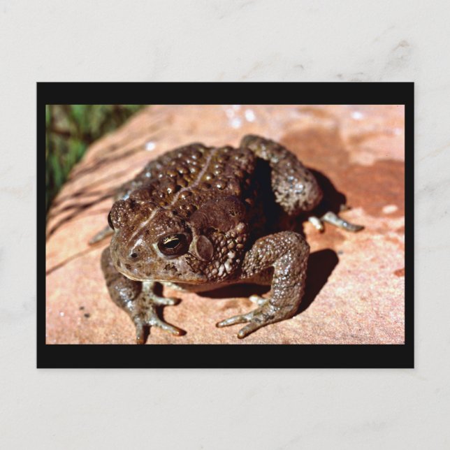 Woodhouse Toad Postcard (Front)