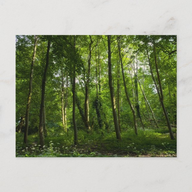 Woodland. Blackweir Woods, Bute Park, Cardiff, Wal Postcard (Front)