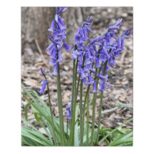 Woodland Bluebells Faux Wrapped Canvas Medium