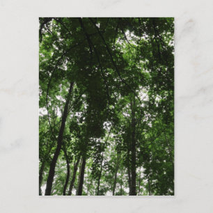 Woodland Canopy 01 Postcard