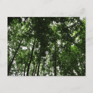 Woodland Canopy 01 Postcard