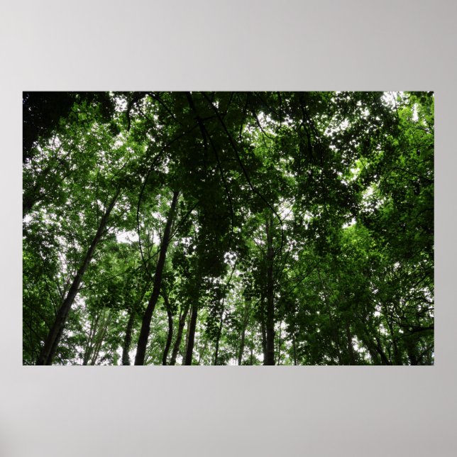 Woodland Canopy 01 Poster (Front)