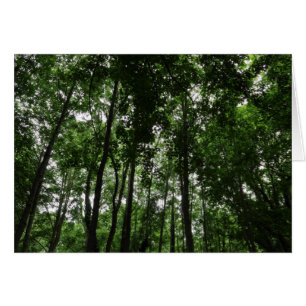 Woodland Canopy 02