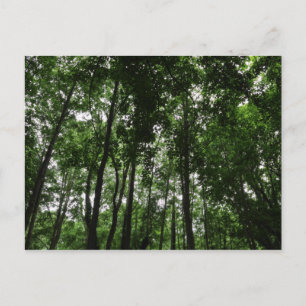 Woodland Canopy 02 Postcard