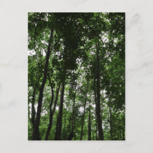 Woodland Canopy 02 Postcard