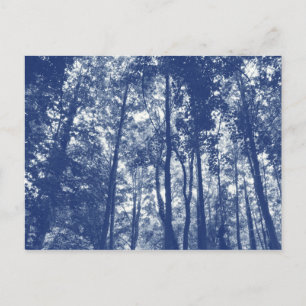 Woodland Canopy - Cyanotype Effect Postcard