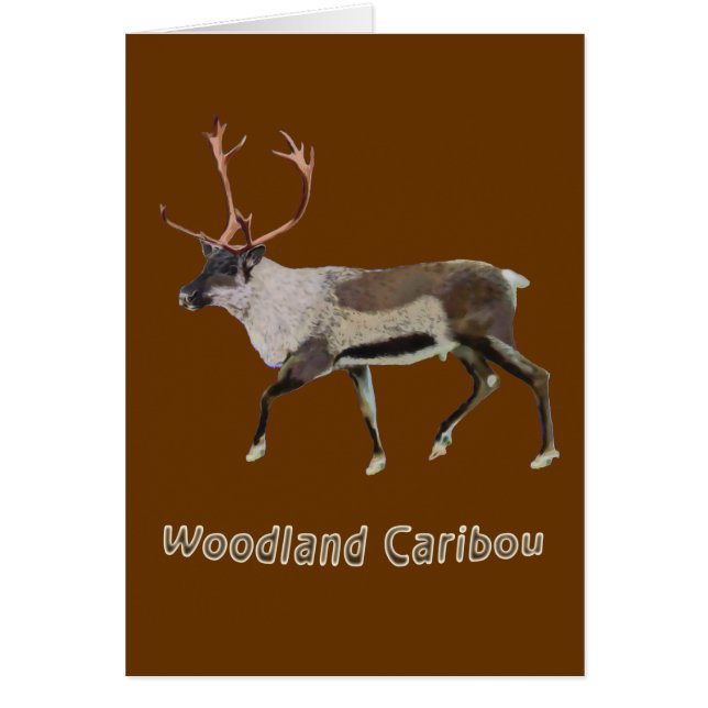 Woodland Caribou (Front)