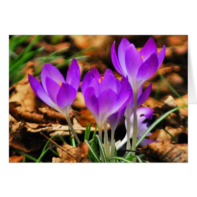 Woodland Crocuses (Front Horizontal)