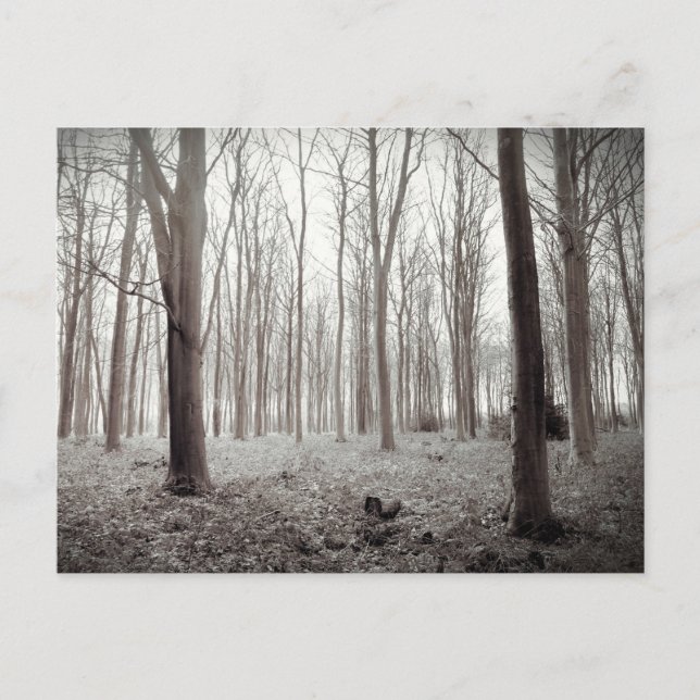 Woodland Dream Postcard (Front)