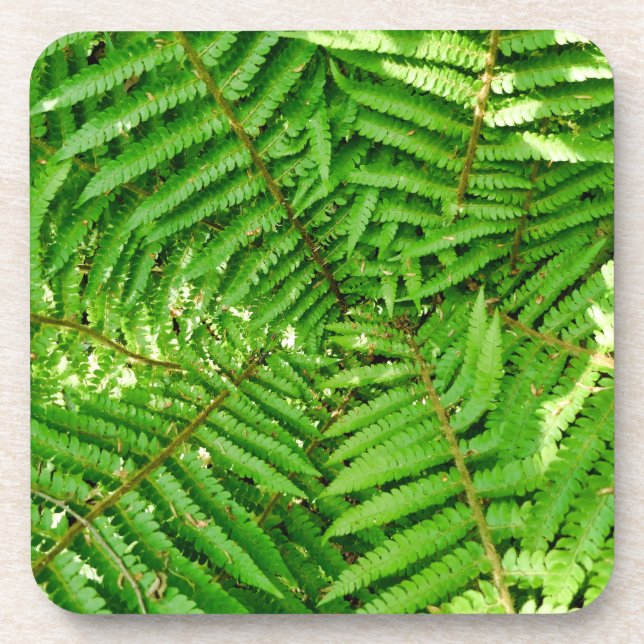 Woodland Ferns Coaster (Front)