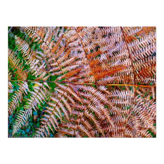 Woodland Ferns Photo Print (Front)