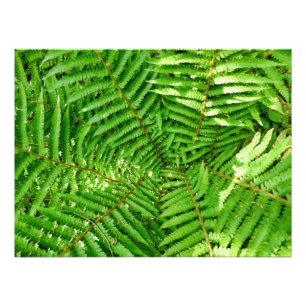 Woodland Ferns Photo Print